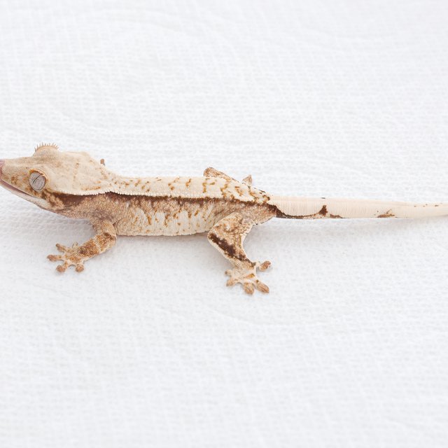 Tri Extreme Harlequin Quad Pinstripe Normal