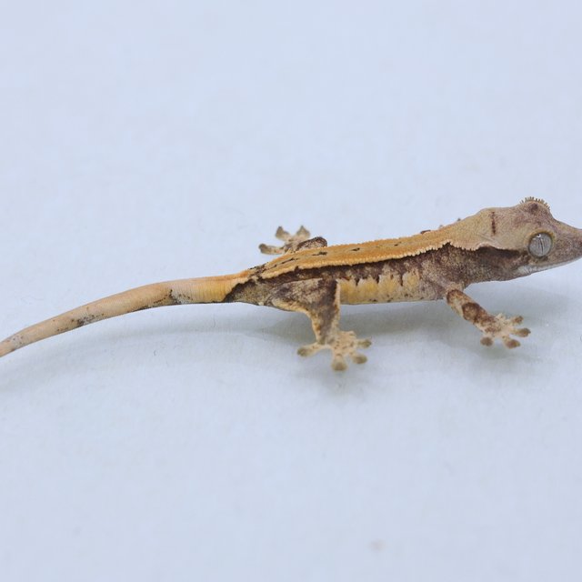 드리피 화이트스팟 트라이 익스트림할리퀸