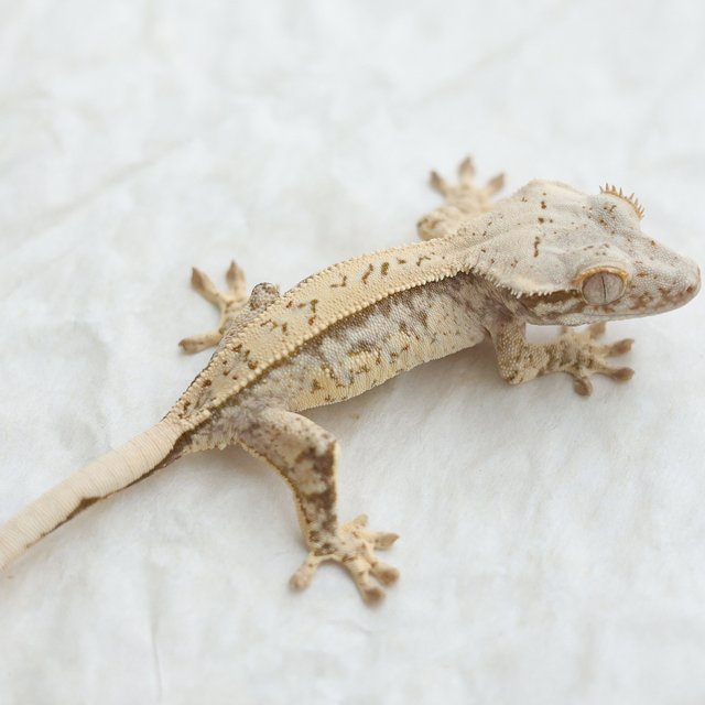Tri Quad Full Pinstripe Drippy White Spot Normal