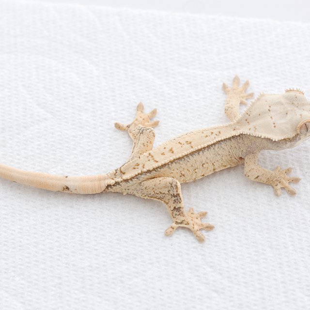 White Spot Tri Extreme Harlequin