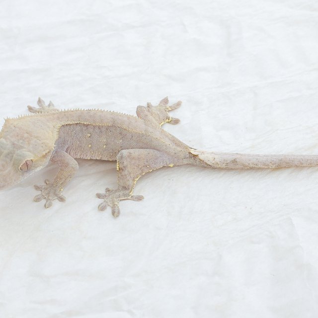 Phantom Hypo