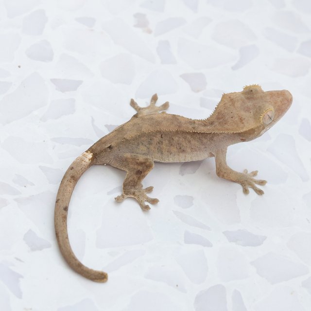 Hypo