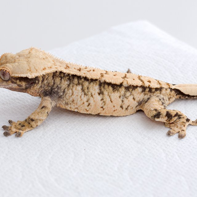 트라이 익스트림할리퀸