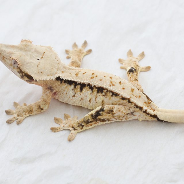 Tri Extreme Harlequin