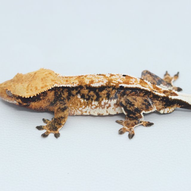 Normal Tri Extreme Harlequin Tangerine