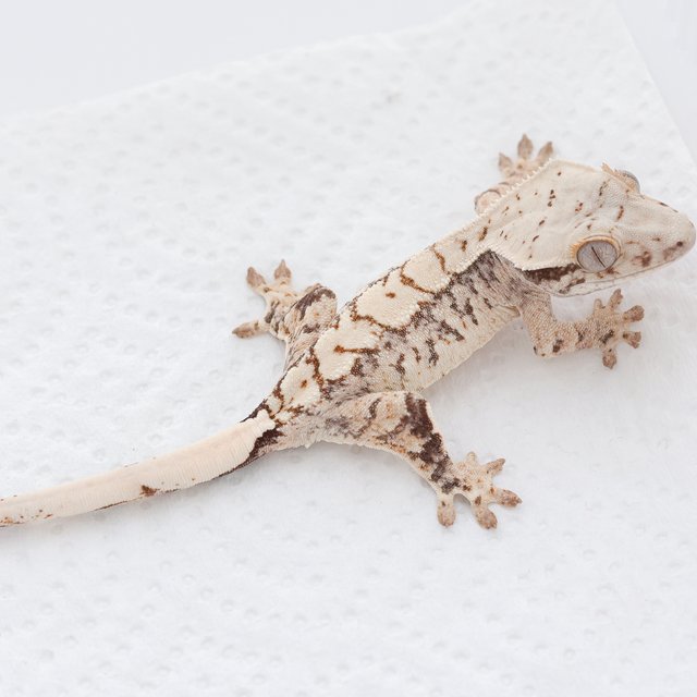 Tri Extreme Harlequin Normal White Spot