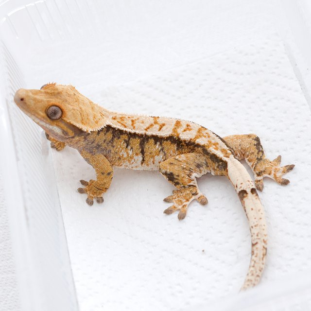 트라이 익스트림할리퀸