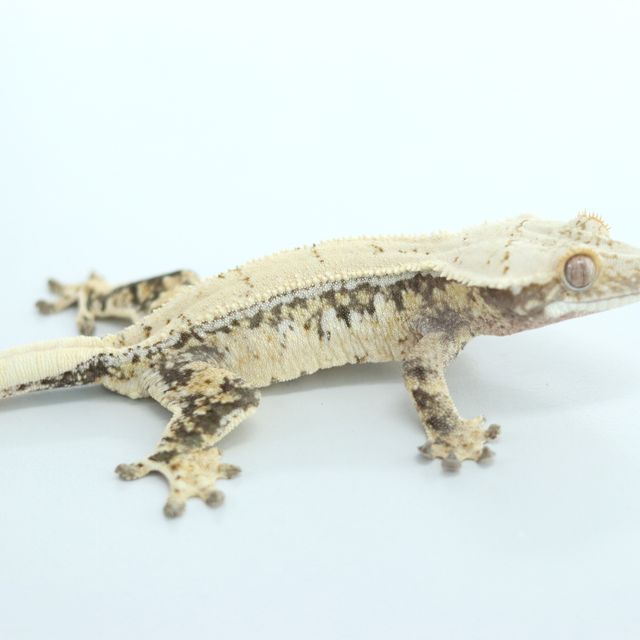 노멀 드리피 트라이 익스트림할리퀸