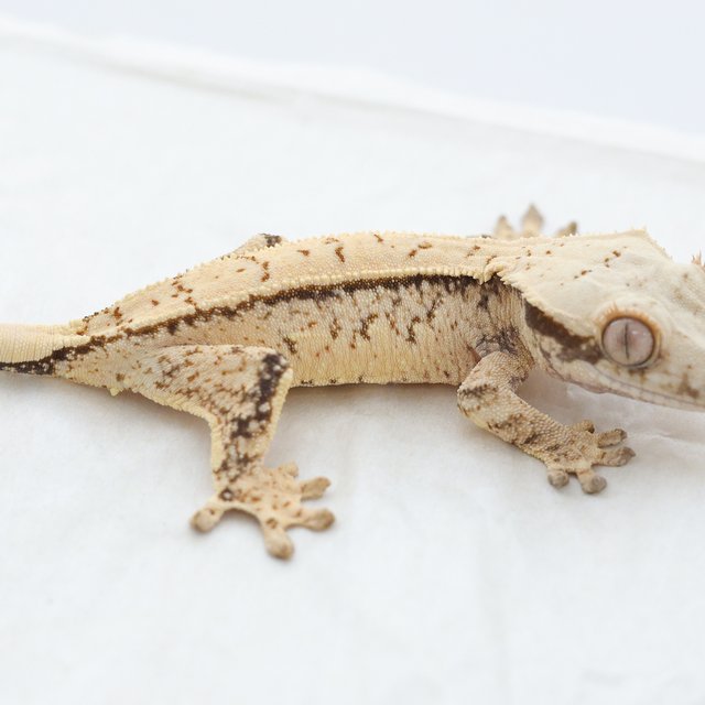 Drippy Tri Normal Extreme Harlequin White Spot