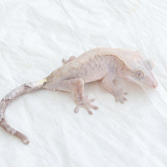 Cappuccino Hypo