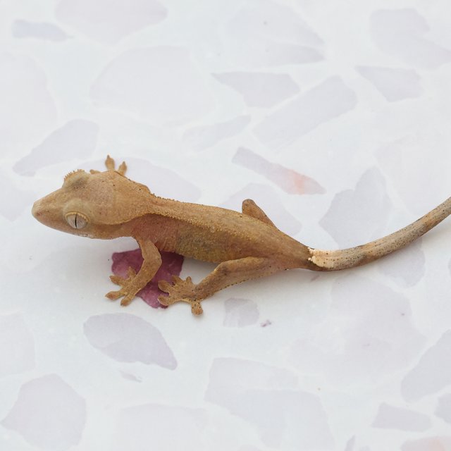 Phantom Hypo Normal