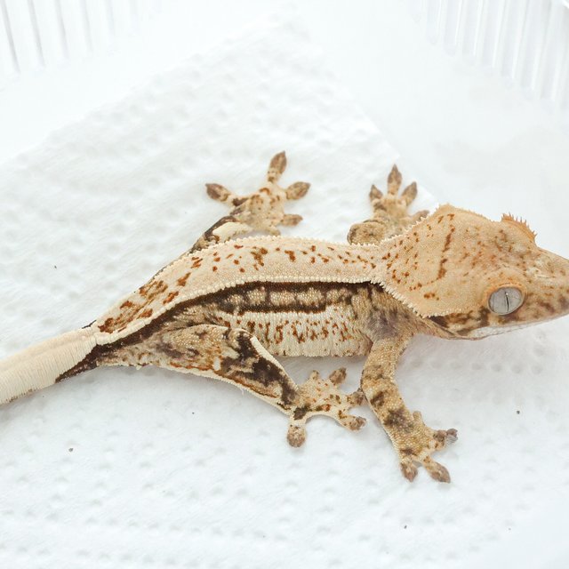 트라이 쿼드 풀핀