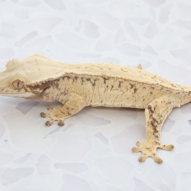 Drippy White Spot Tri Extreme Harlequin Quad Full Pinstripe