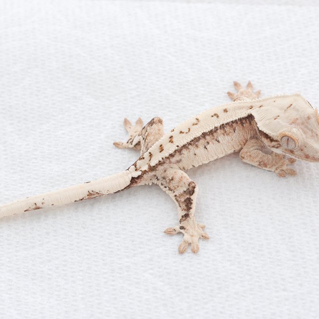 Tri Extreme Harlequin Drippy White Spot Normal