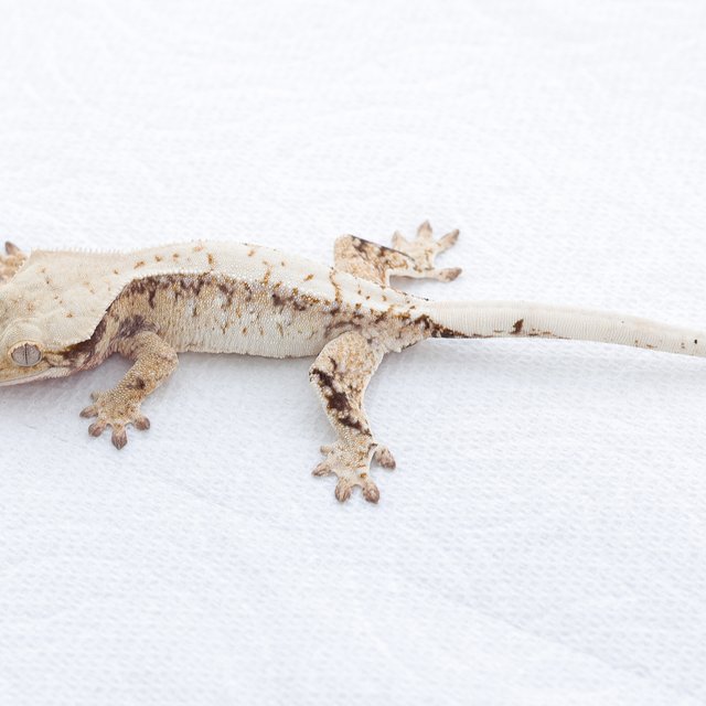 White Spot Tri Drippy Extreme Harlequin