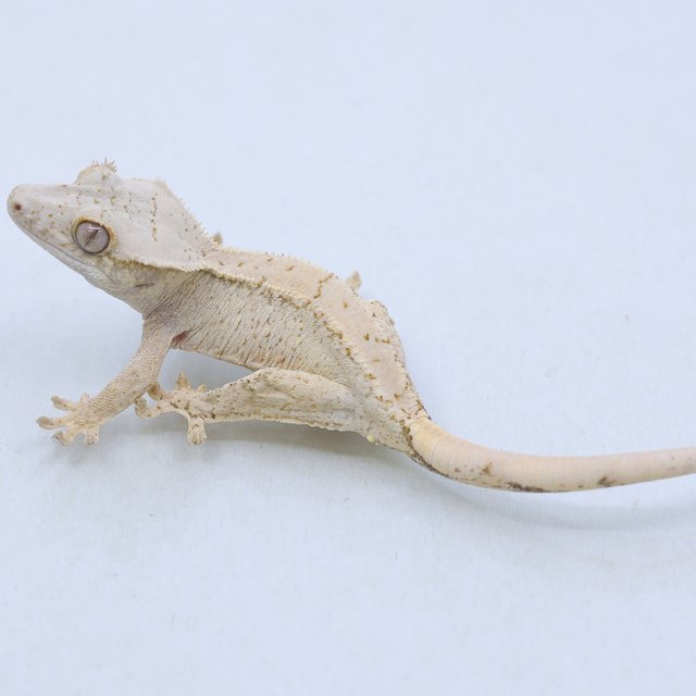 드리피 화이트스팟 트라이 익스트림할리퀸