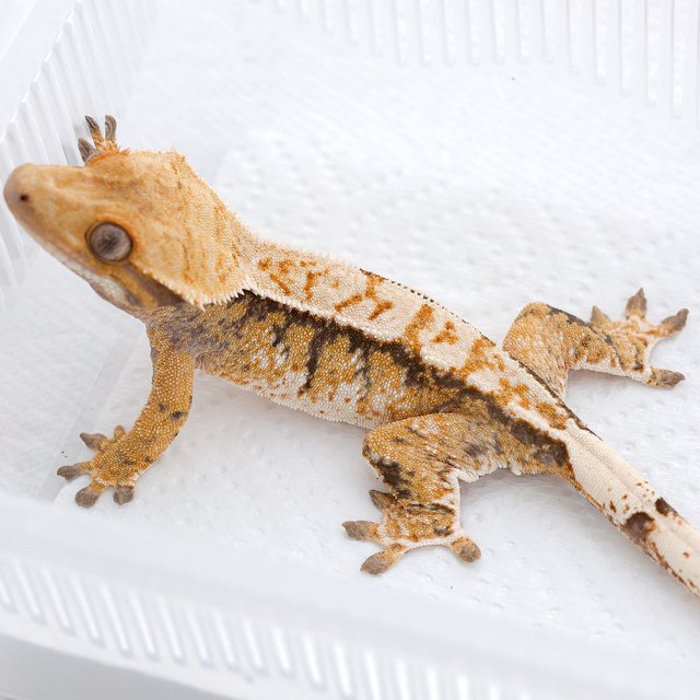 트라이 익스트림할리퀸