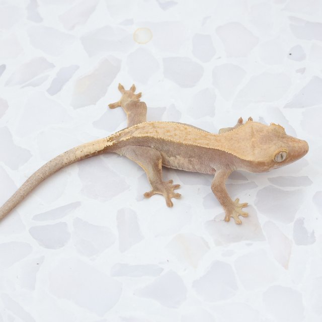 Hypo