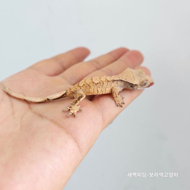 트라이