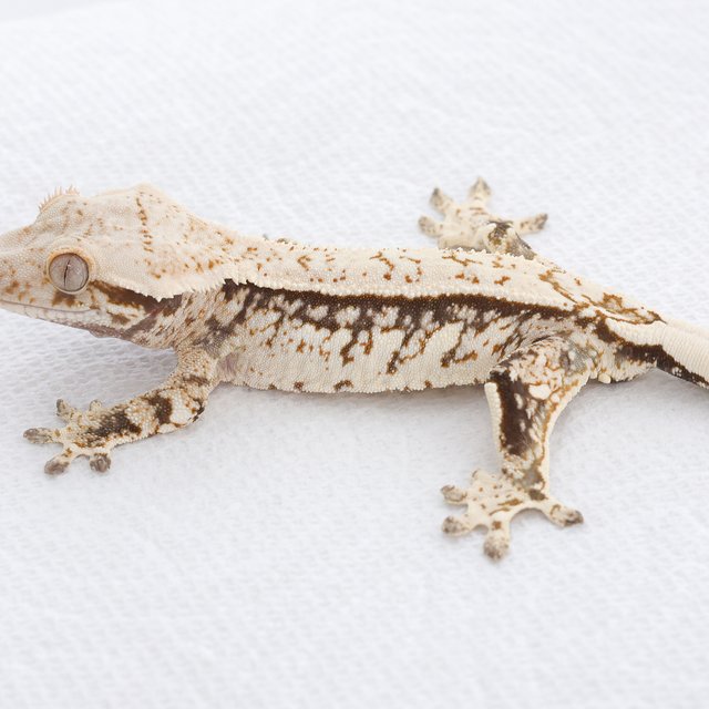 Tri Extreme Harlequin Quad Normal