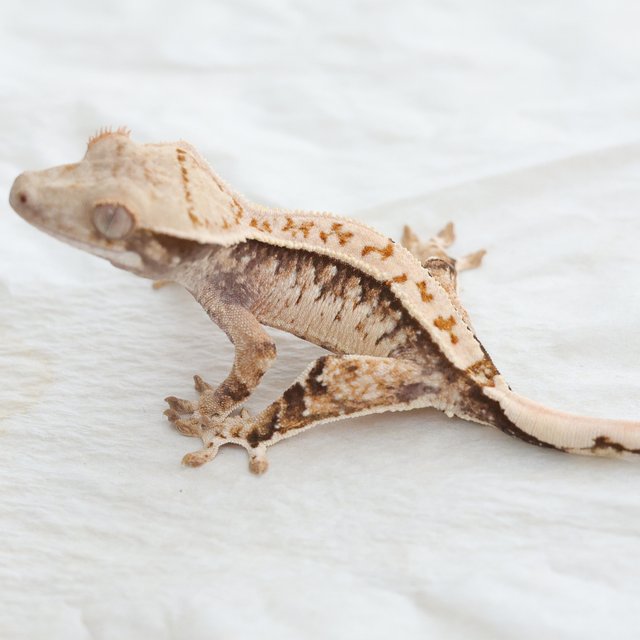 Tri Extreme Harlequin