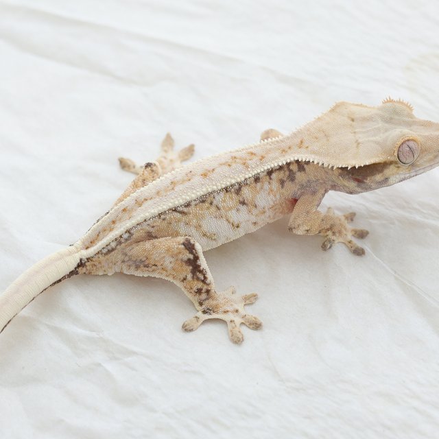 Normal Drippy White Spot Extreme Harlequin Tri
