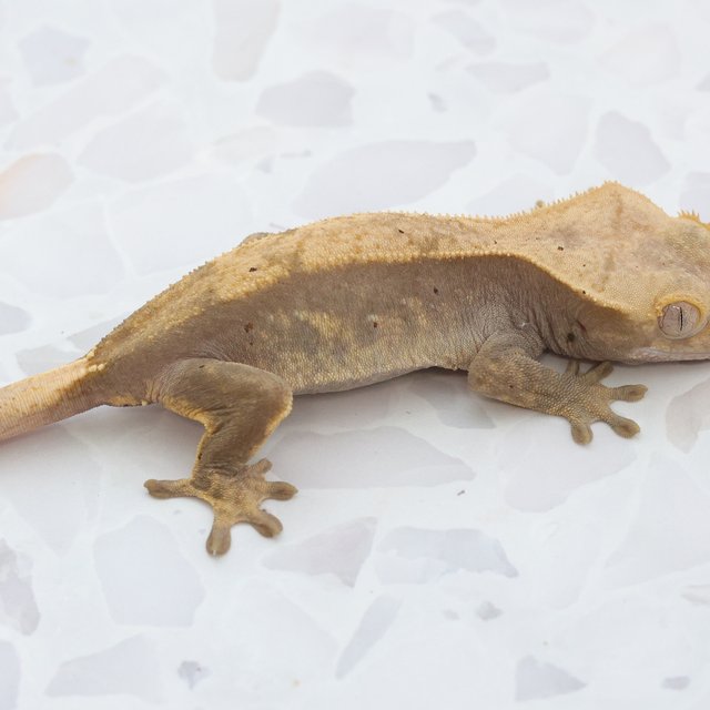 Hypo