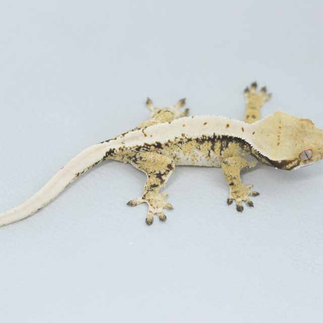 Drippy White Spot Tri Extreme Harlequin Normal