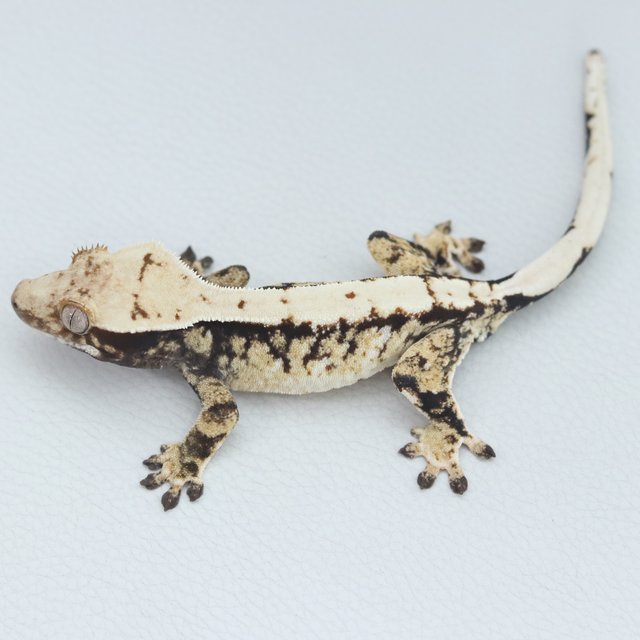 Normal Tri White Spot Extreme Harlequin