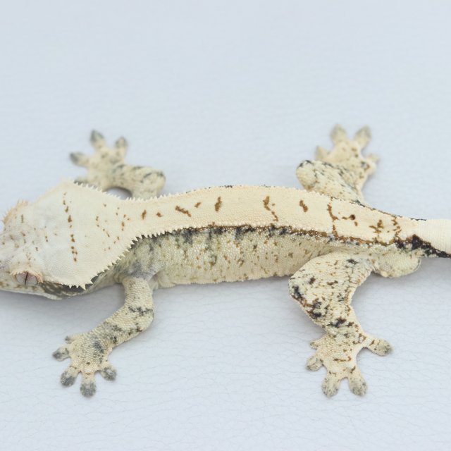 Normal Tri Extreme Harlequin