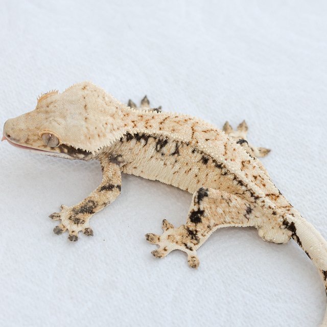 드리피 화이트스팟 트라이 익스트림할리퀸