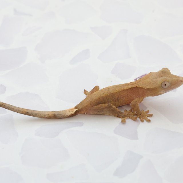 Phantom Hypo Normal