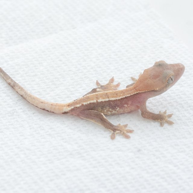Lilly White Hypo