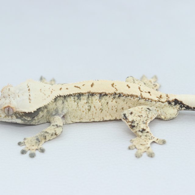 Normal Tri Extreme Harlequin