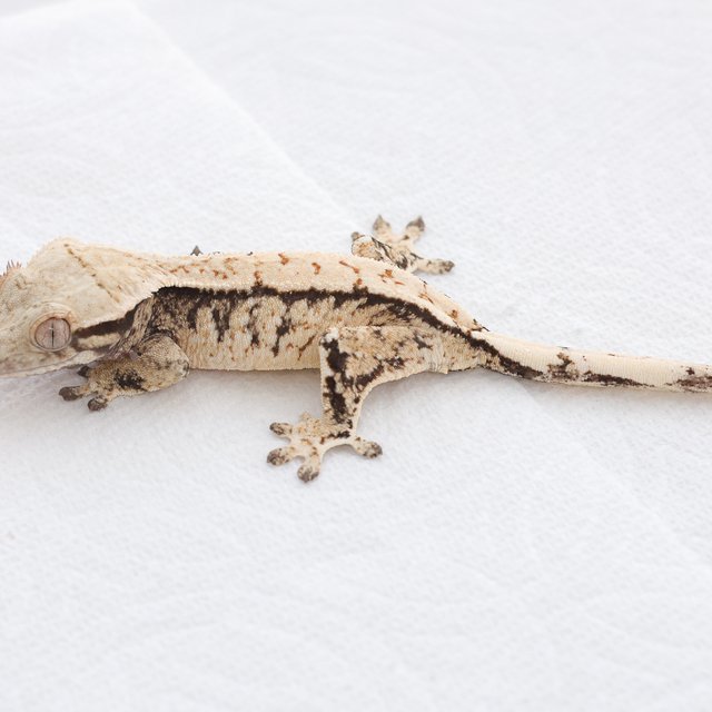 Drippy White Spot Tri Extreme Harlequin Normal