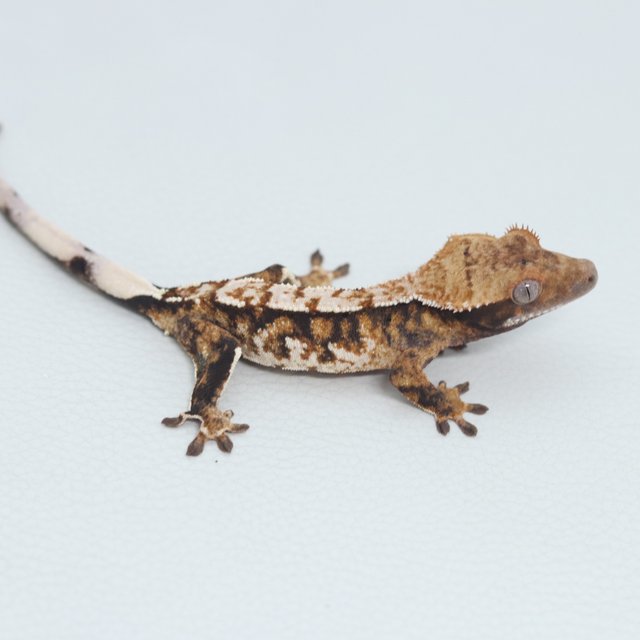 Normal Tri Extreme Harlequin Tangerine