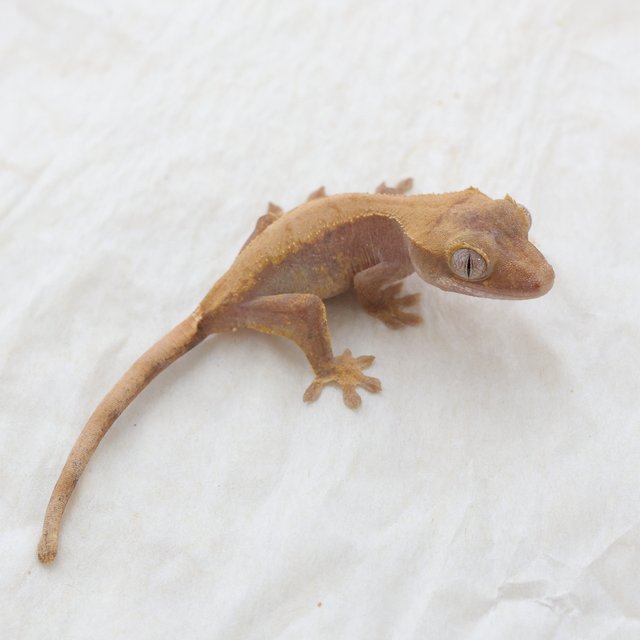 Hypo