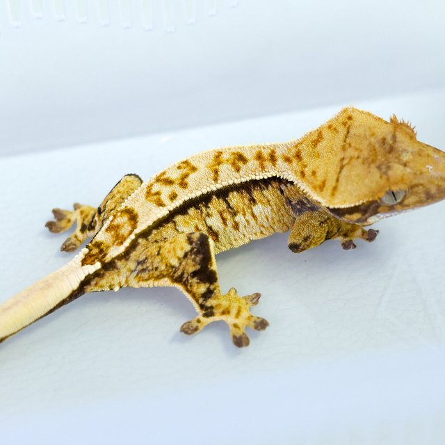 노멀 트라이 익스트림할리퀸