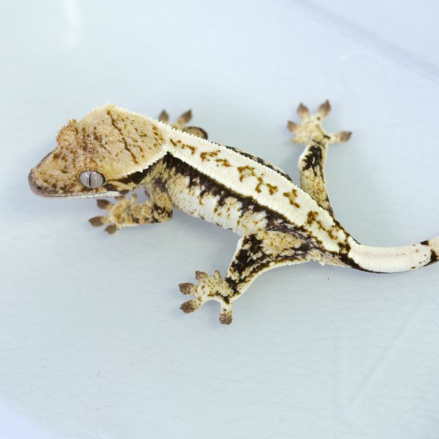 노멀 화이트스팟 트라이 익스트림할리퀸