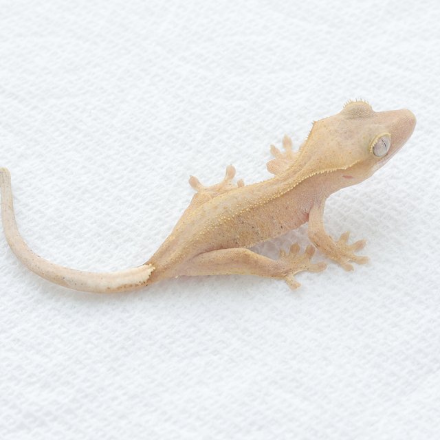 Hypo Red Phantom