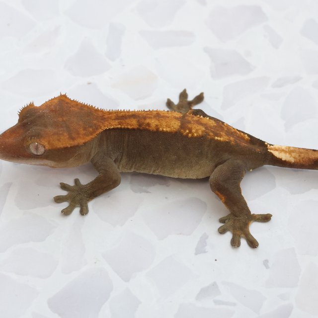 Hypo