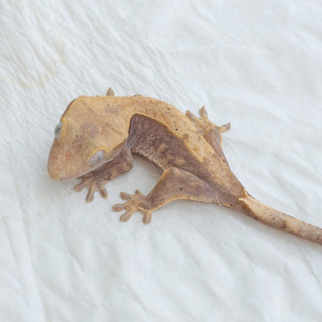 Hypo