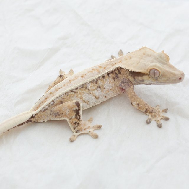 Normal Drippy White Spot Extreme Harlequin Tri