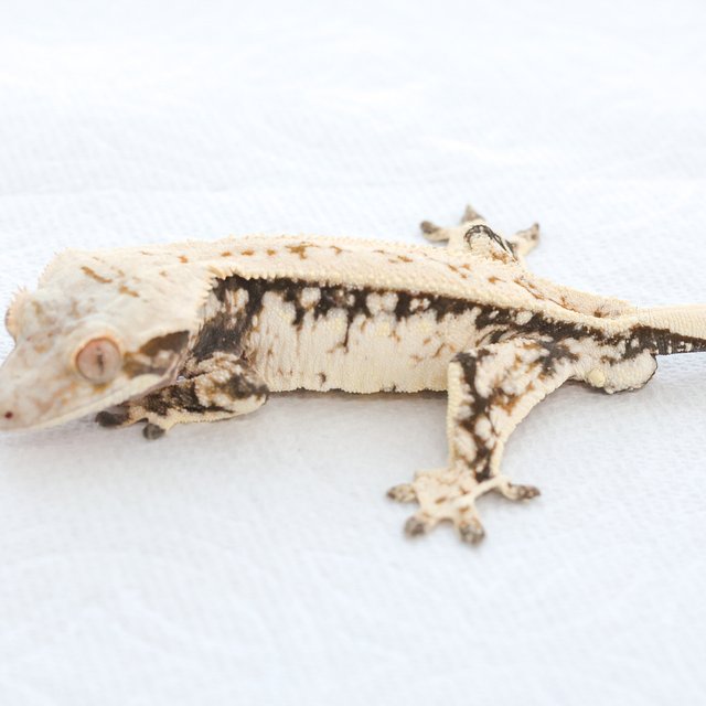 트라이 익스트림할리퀸