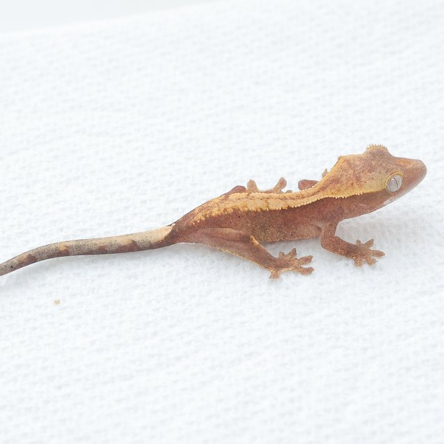 Hypo Normal