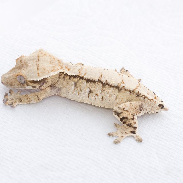 Drippy White Spot Tri Extreme Harlequin Normal