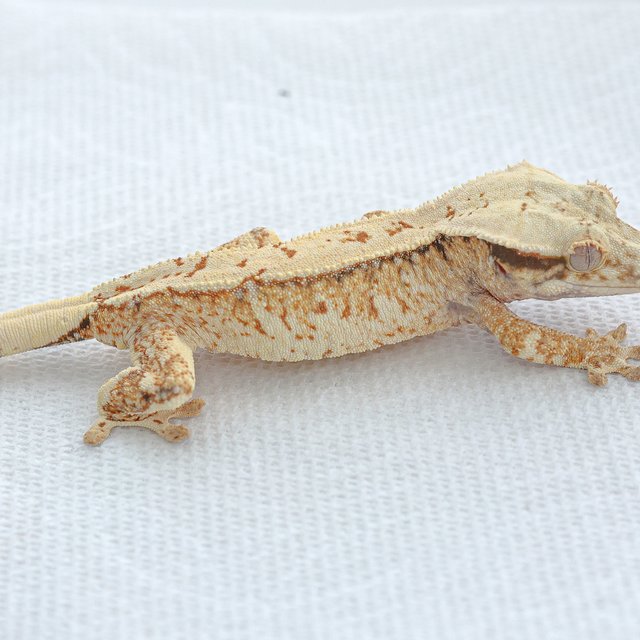 Tri Extreme Harlequin Normal
