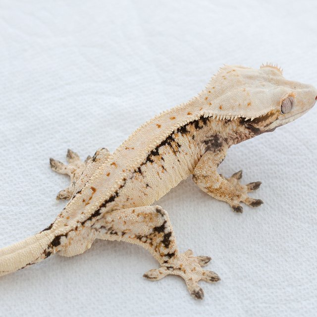 트라이 익스트림할리퀸 노멀 드리피 화이트스팟