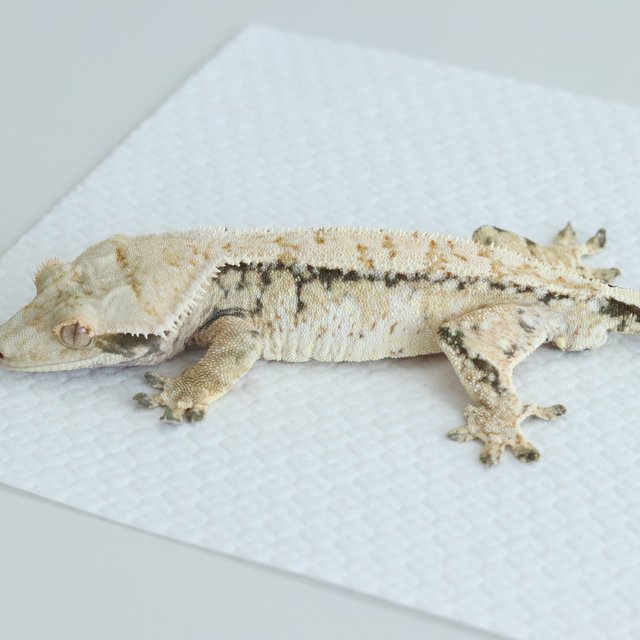 Tri Extreme Harlequin Normal