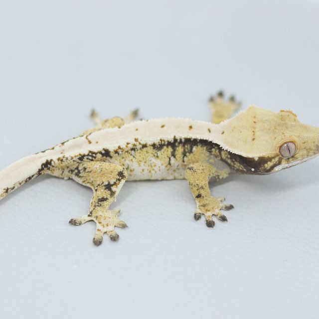Drippy White Spot Tri Extreme Harlequin Normal